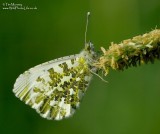 Orange Tip 6_06_06